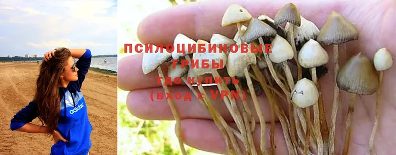 kraken ТОР  магазин продажи наркотиков  Динская  Галлюциногенные грибы Magic Shrooms 